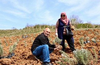 Gemlik Belediyesi Lavanta Bahçesi Kuruyor